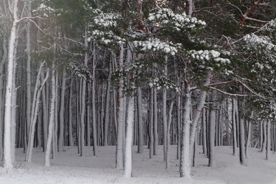 Photo of Picturesque view of beautiful forest covered with snow