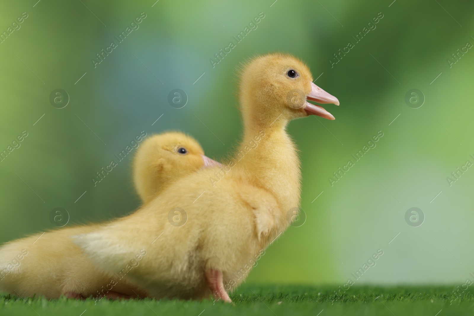 Photo of Cute fluffy ducklings on artificial grass against blurred background, closeup. Baby animals