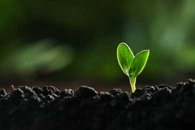 Photo of Young vegetable seedling growing in soil outdoors, space for text