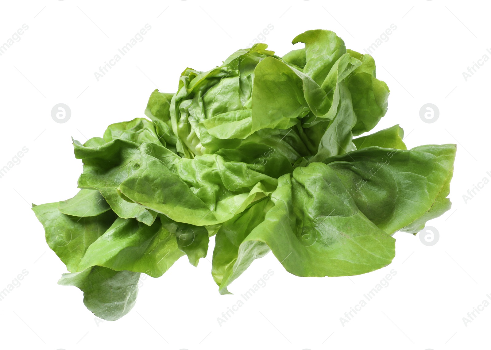 Photo of Fresh green butter lettuce head isolated on white