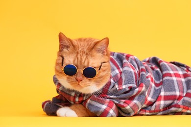 Cute ginger cat in stylish sunglasses and checkered shirt on yellow background