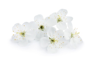 Photo of Beautiful flowers of blooming spring tree on white background