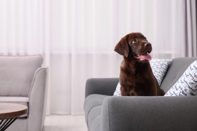 Photo of Cute chocolate Labrador Retriever puppy on sofa at home. Lovely pet