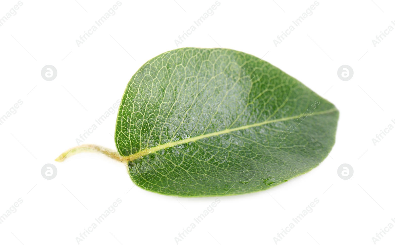 Photo of One green pear leaf on white background