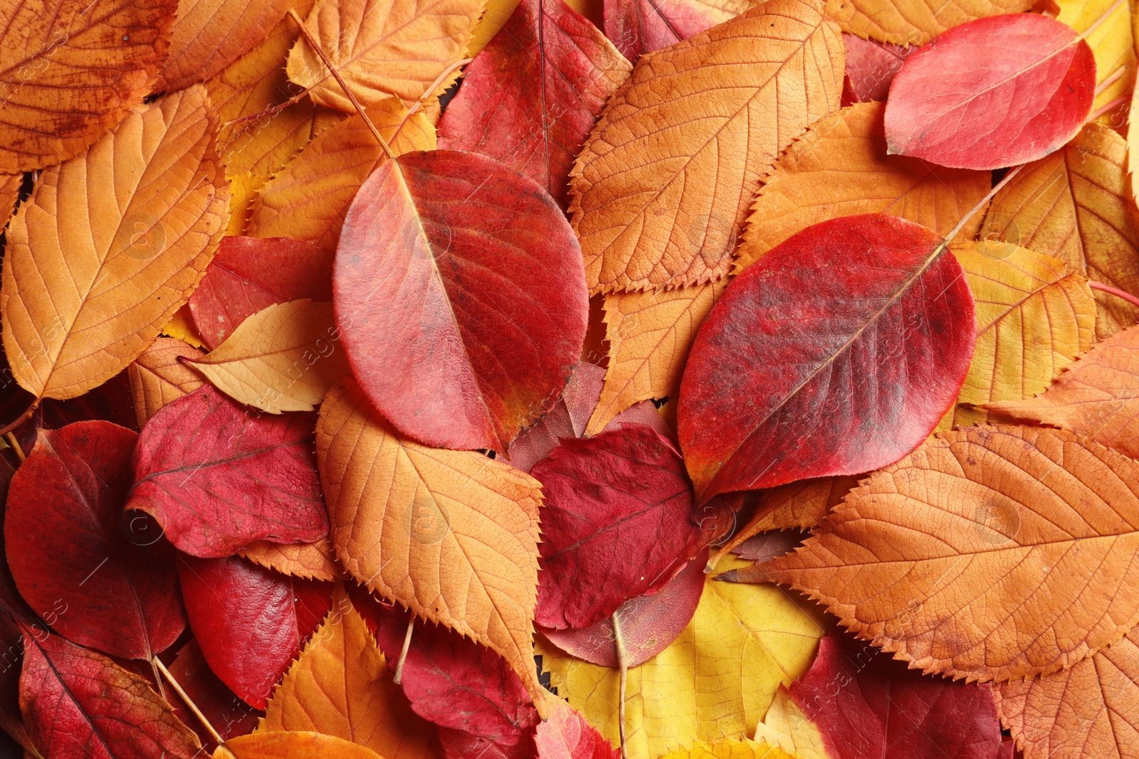 Photo of Many autumn leaves as background, top view