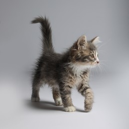 Photo of Cute fluffy kitten on white background. Baby animal