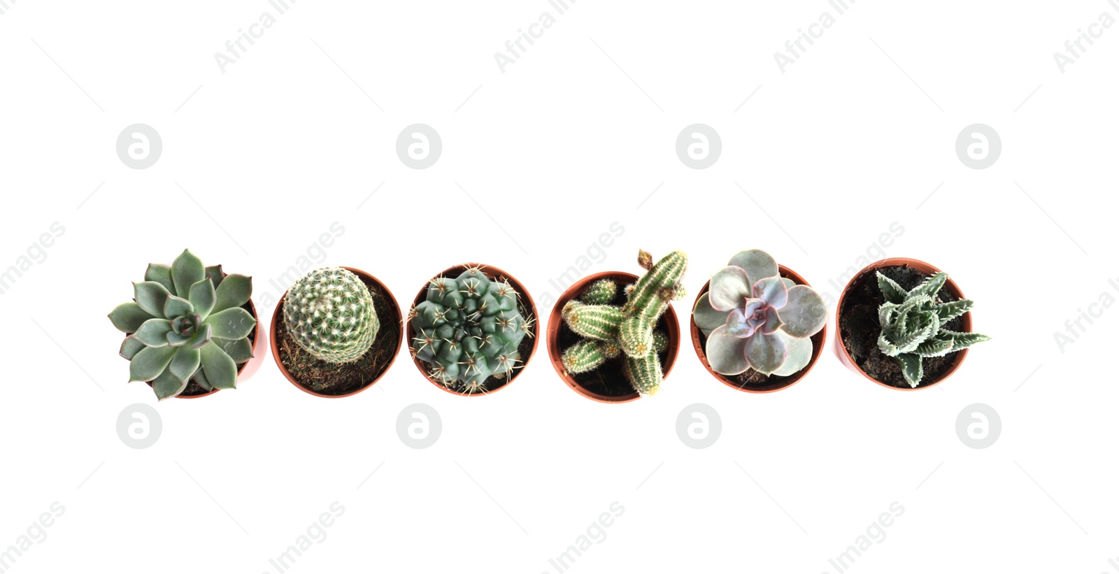 Photo of Different succulent plants in pots isolated on white, top view. Home decor