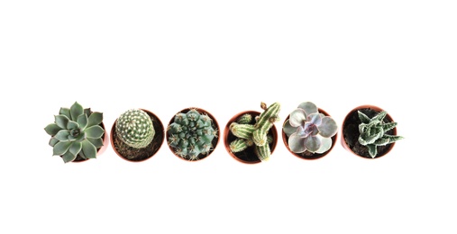 Photo of Different succulent plants in pots isolated on white, top view. Home decor