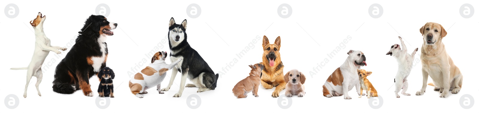 Image of Collage with different dogs on white background. Banner design