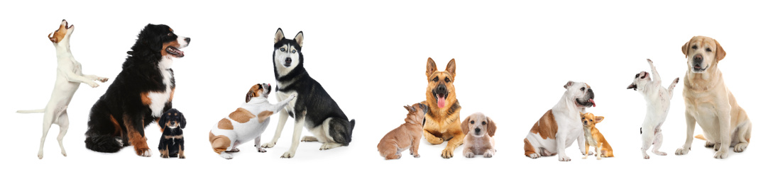 Image of Collage with different dogs on white background. Banner design