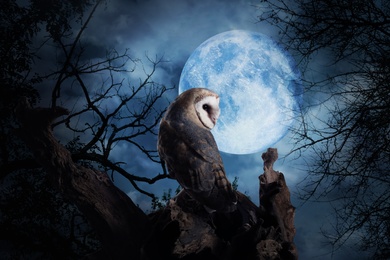 Image of Owl on tree under full moon at night