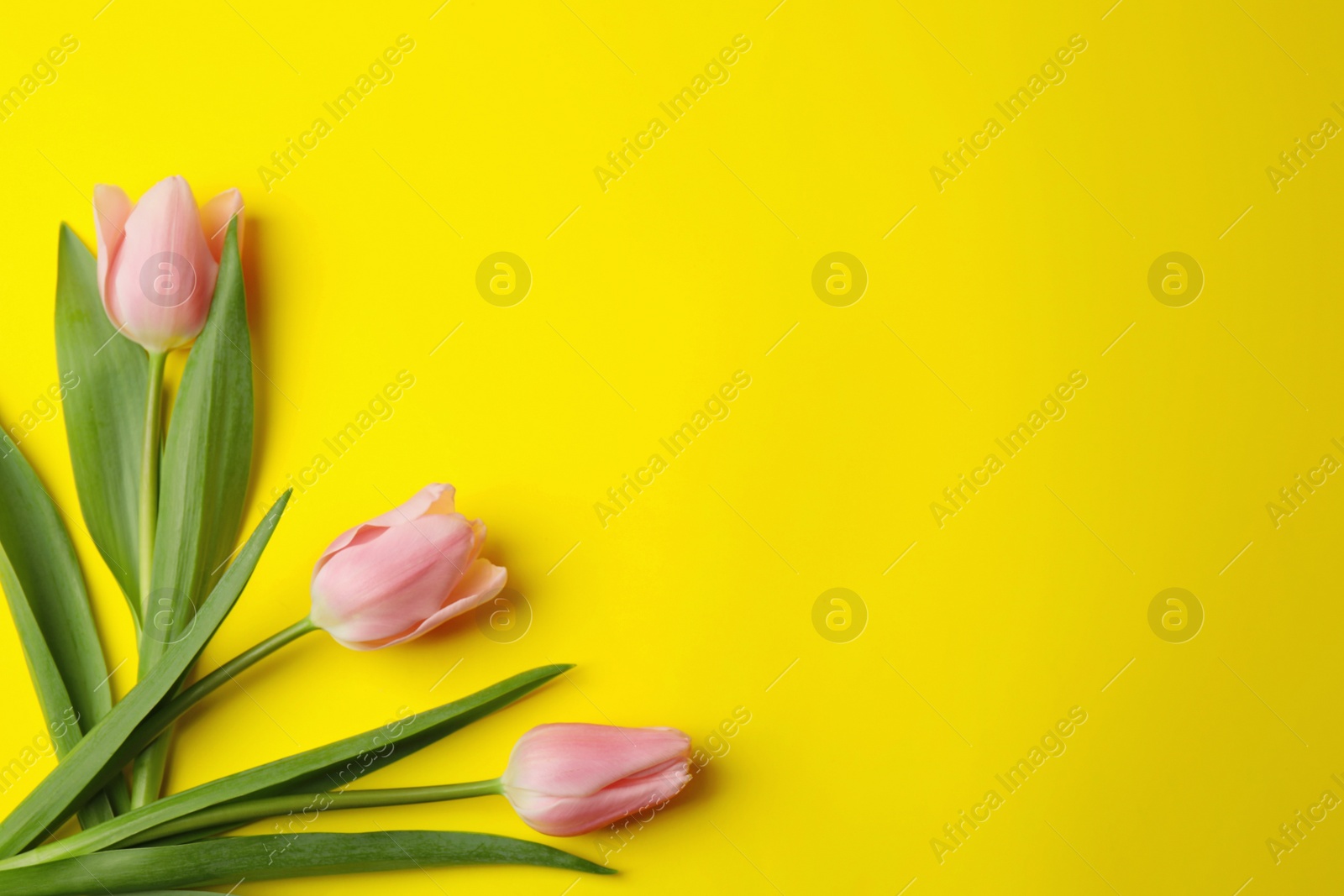 Photo of Beautiful pink spring tulips on yellow background, flat lay. Space for text