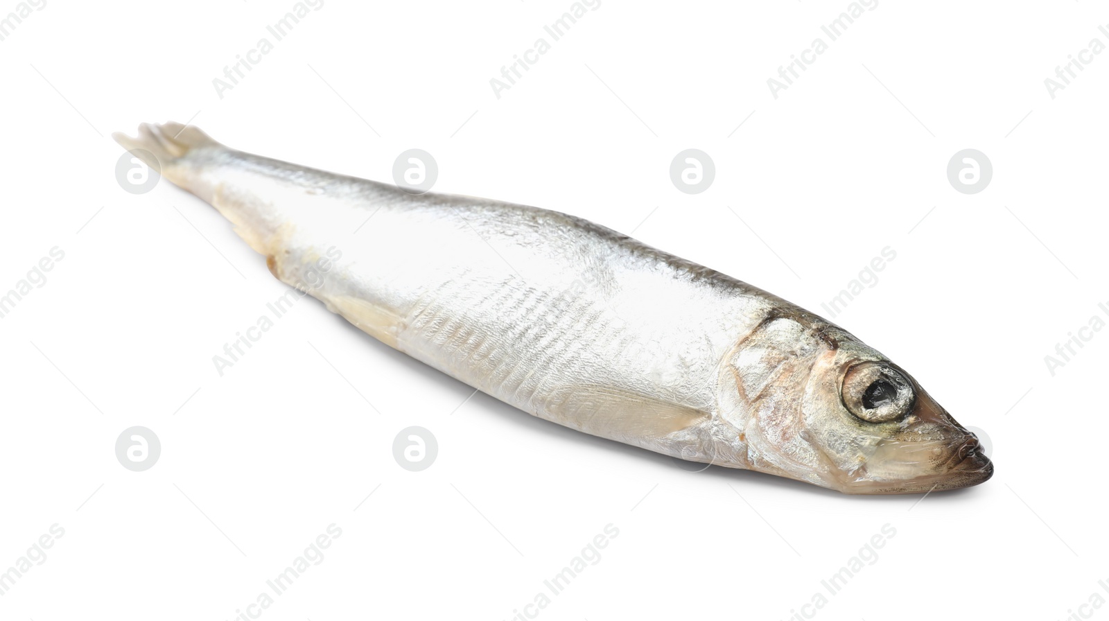 Photo of One fresh raw sprat isolated on white