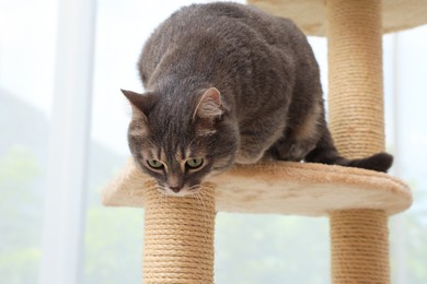 Photo of Cute pet on cat tree at home
