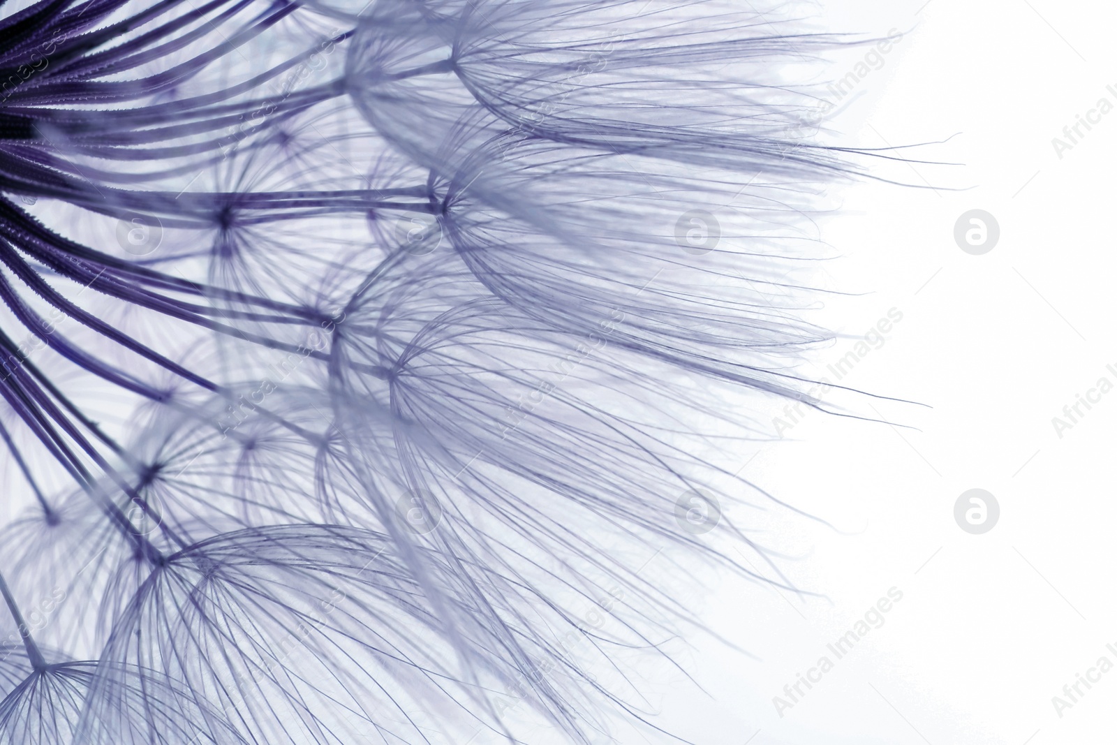 Image of Beautiful fluffy dandelion flower on white background, closeup. Toned in purple