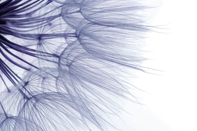 Image of Beautiful fluffy dandelion flower on white background, closeup. Toned in purple