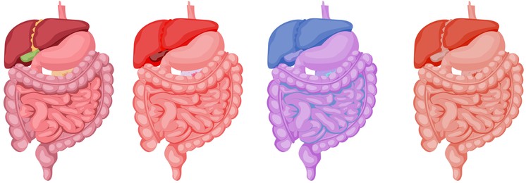 Illustration of Set with illustrations of abdominal organs on white background. Banner design