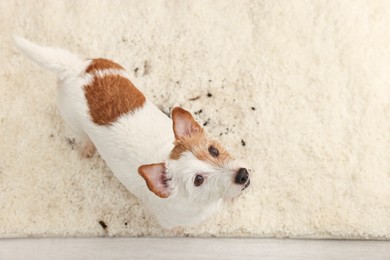 Photo of Cute dog near mud stain on rug indoors, above view. Space for text