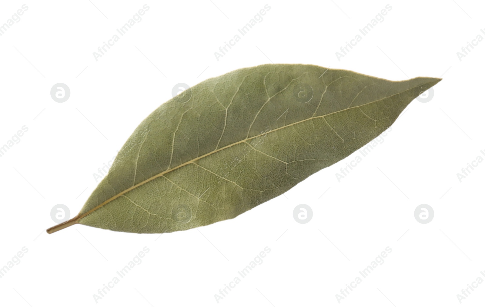 Photo of One aromatic bay leaf isolated on white