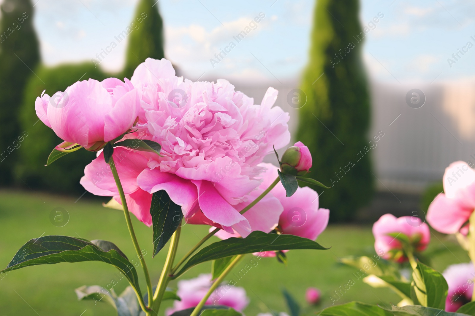 Photo of Blooming peony plant with beautiful pink flowers outdoors, closeup