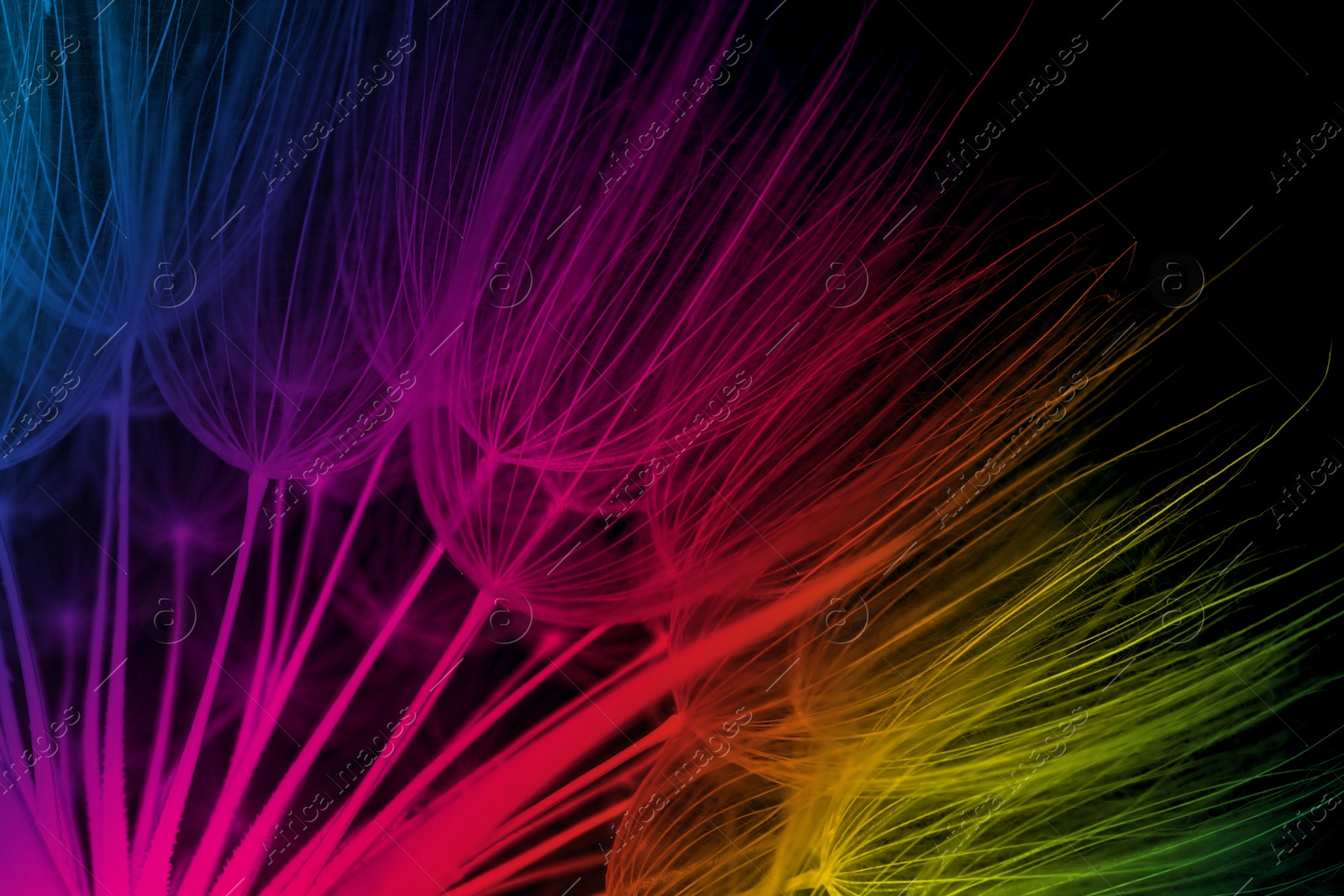 Image of Beautiful fluffy dandelion flower toned in rainbow colors on black background, closeup