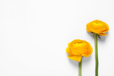 Beautiful ranunculus flowers on white background, top view