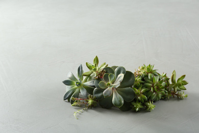 Photo of Beautiful echeverias on light grey background, space for text. Succulent plants