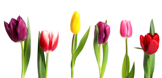 Photo of Beautiful bright spring tulips on white background