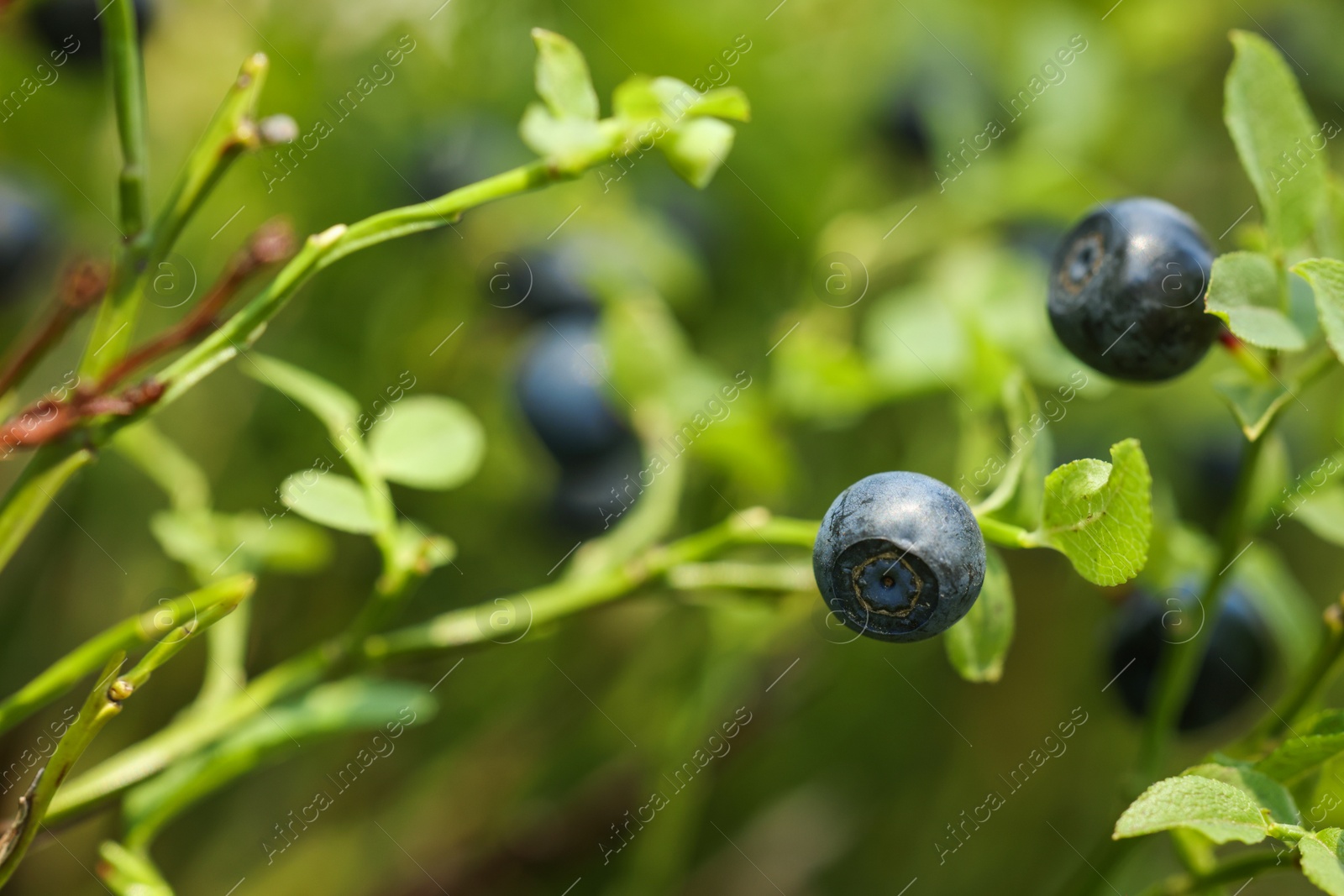 Photo of Ripe bilberries growing in forest, closeup. Space for text