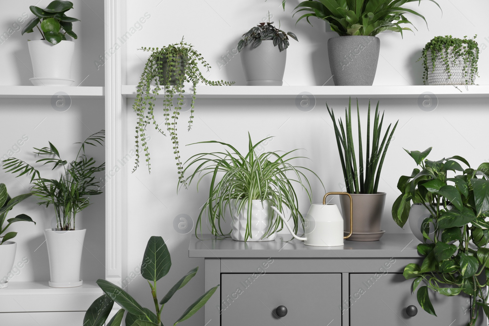 Photo of Green houseplants in pots and watering can near white wall