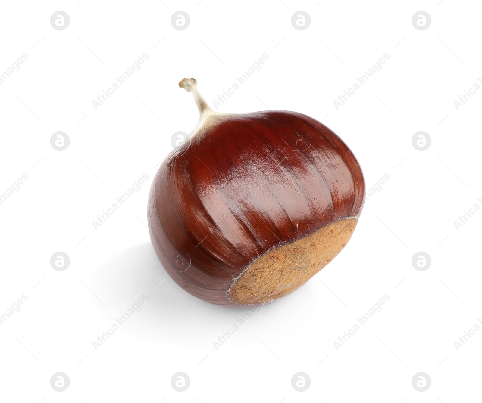 Photo of Fresh sweet edible chestnut isolated on white