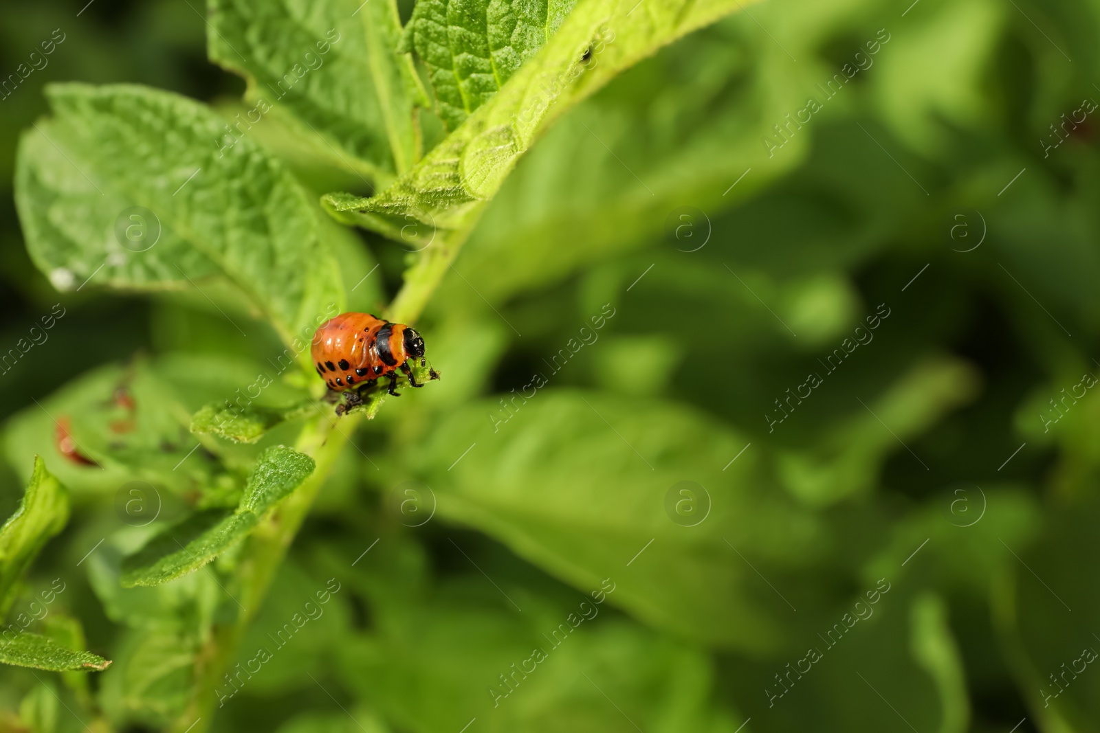 Photo of Colorado potato beetle larva on green plant outdoors, closeup