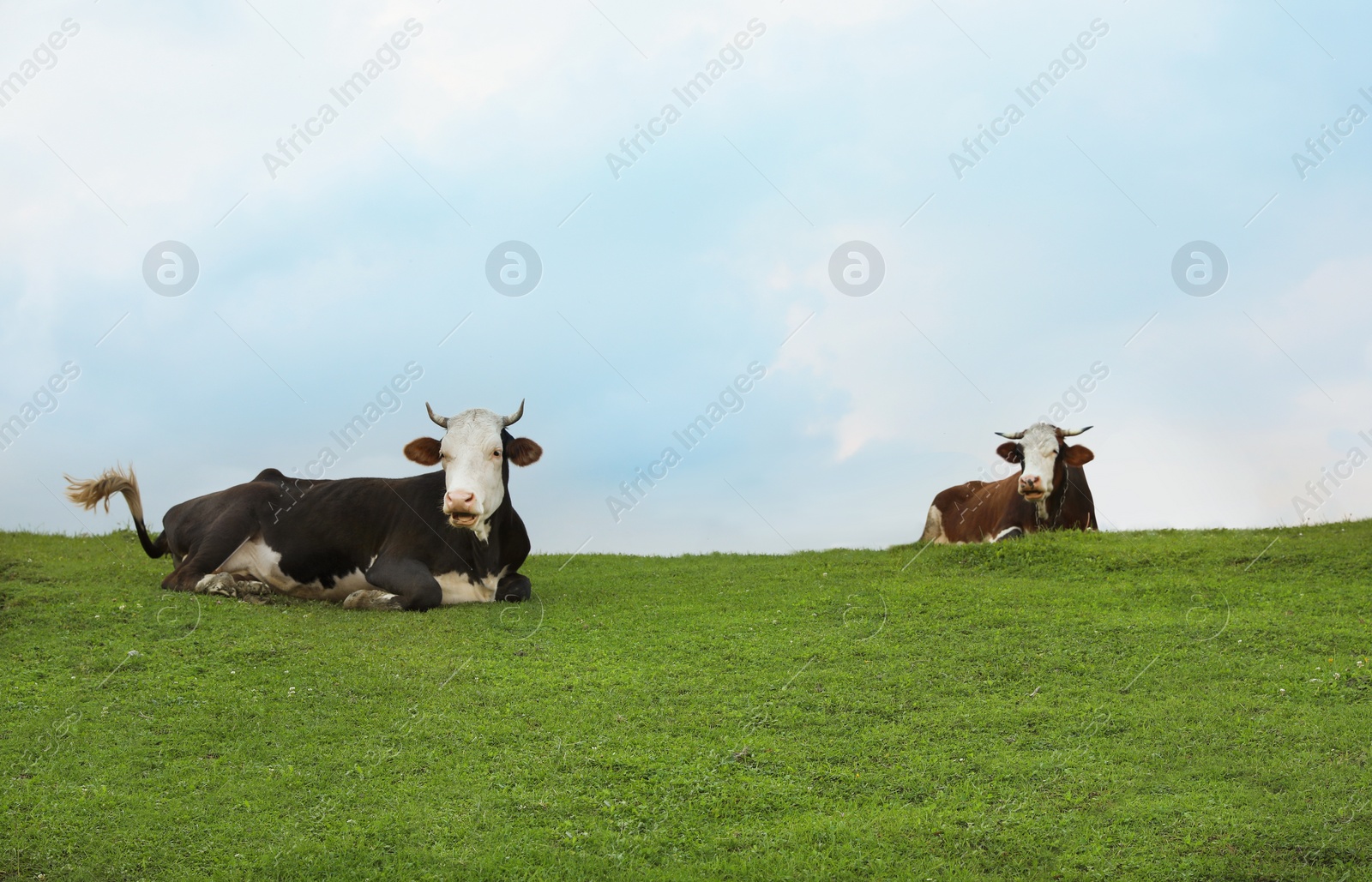 Photo of Herd of beautiful cows on green hill