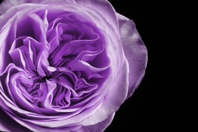 Violet flower on black background, closeup. Funeral attributes