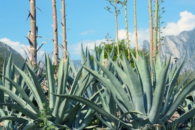 Photo of Beautiful Agave plant growing outdoors on sunny day