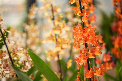 Photo of Beautiful orchid flowers on blurred background, closeup. Tropical plant