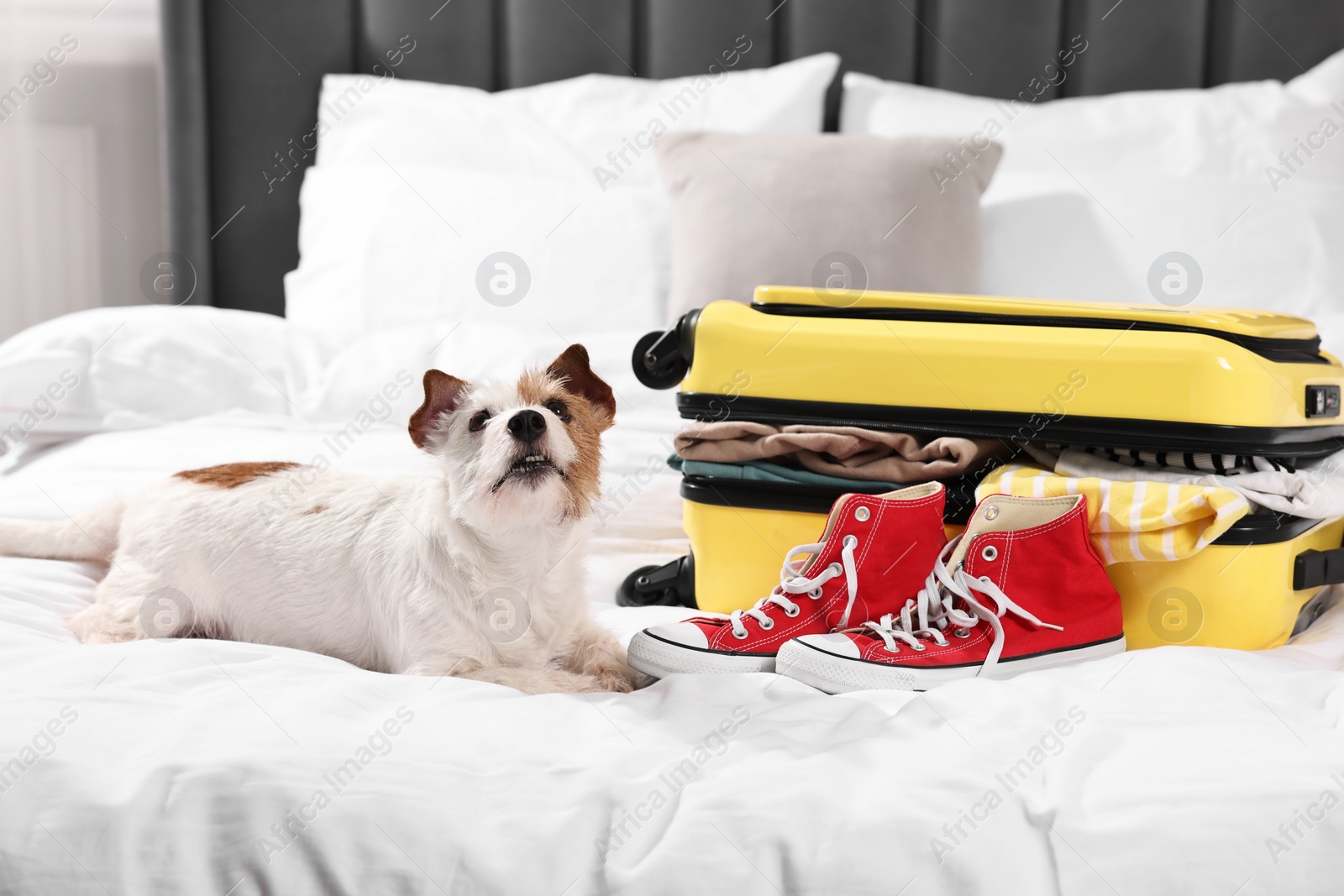 Photo of Travel with pet. Dog, clothes, shoes and suitcase on bed indoors