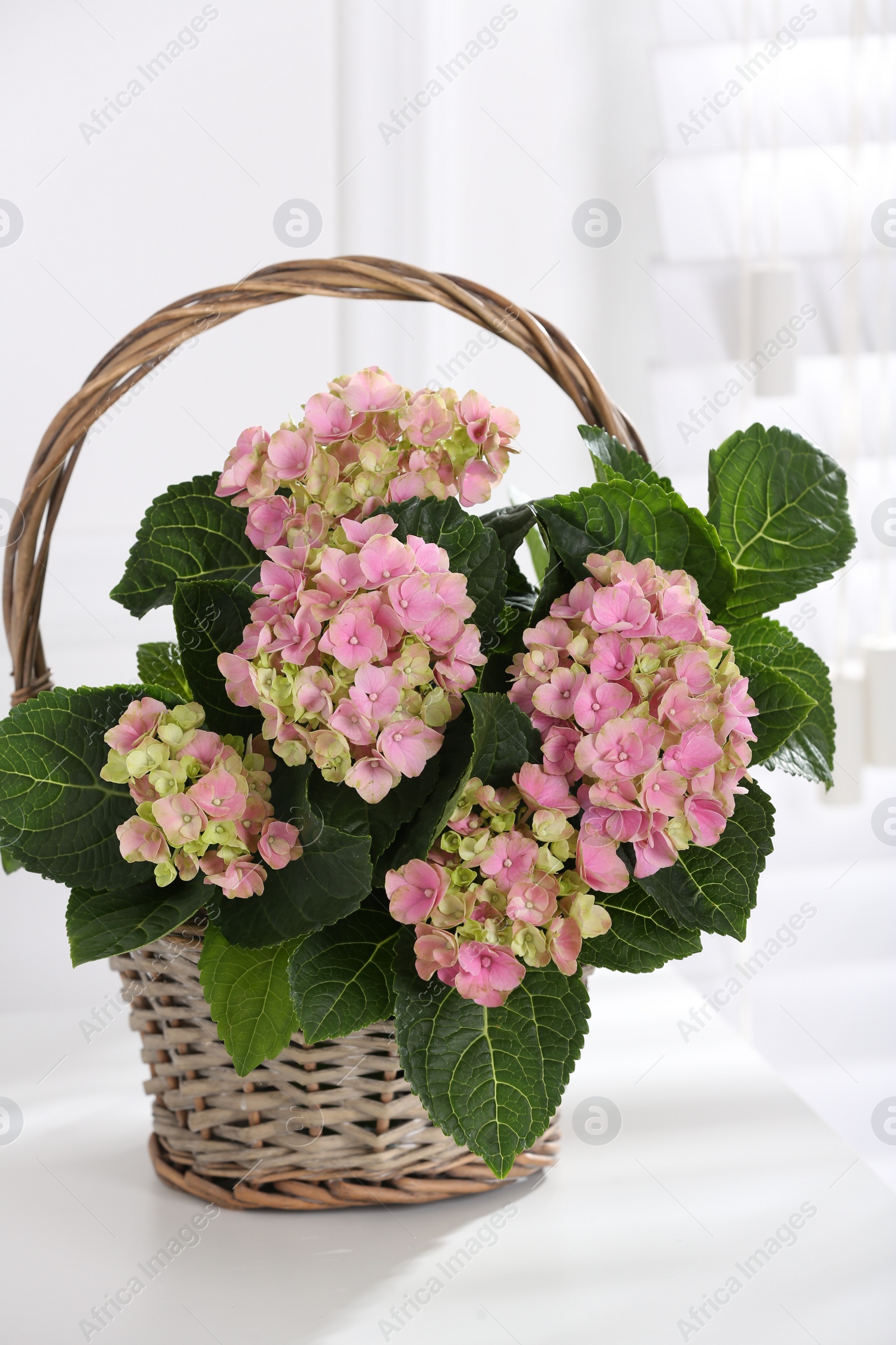 Photo of Beautiful blooming pink hortensia in wicker basket on white table indoors
