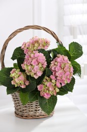 Beautiful blooming pink hortensia in wicker basket on white table indoors