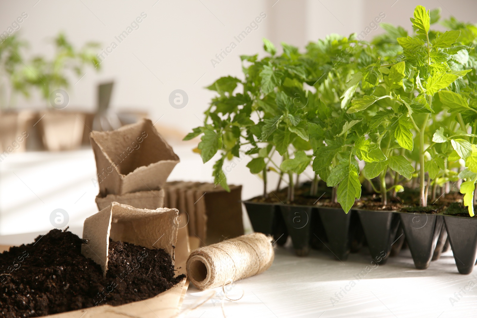 Photo of Green tomato seedlings, peat pots, rope and soil on white table