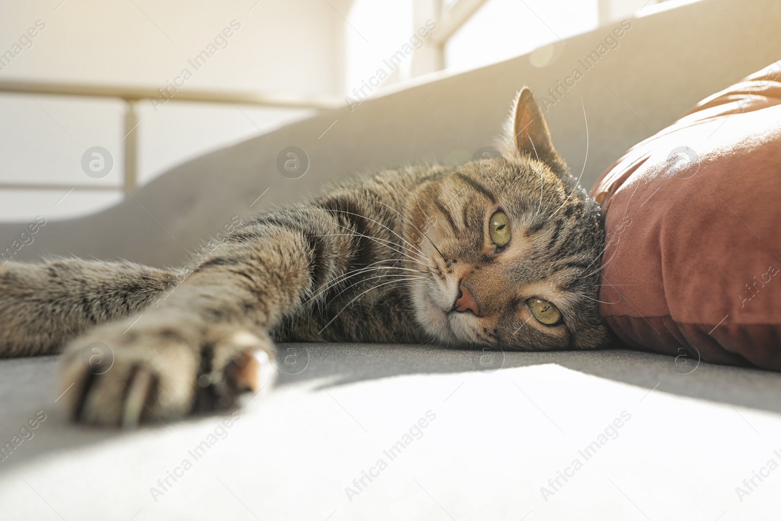 Photo of Cute striped cat lying on cozy sofa indoors