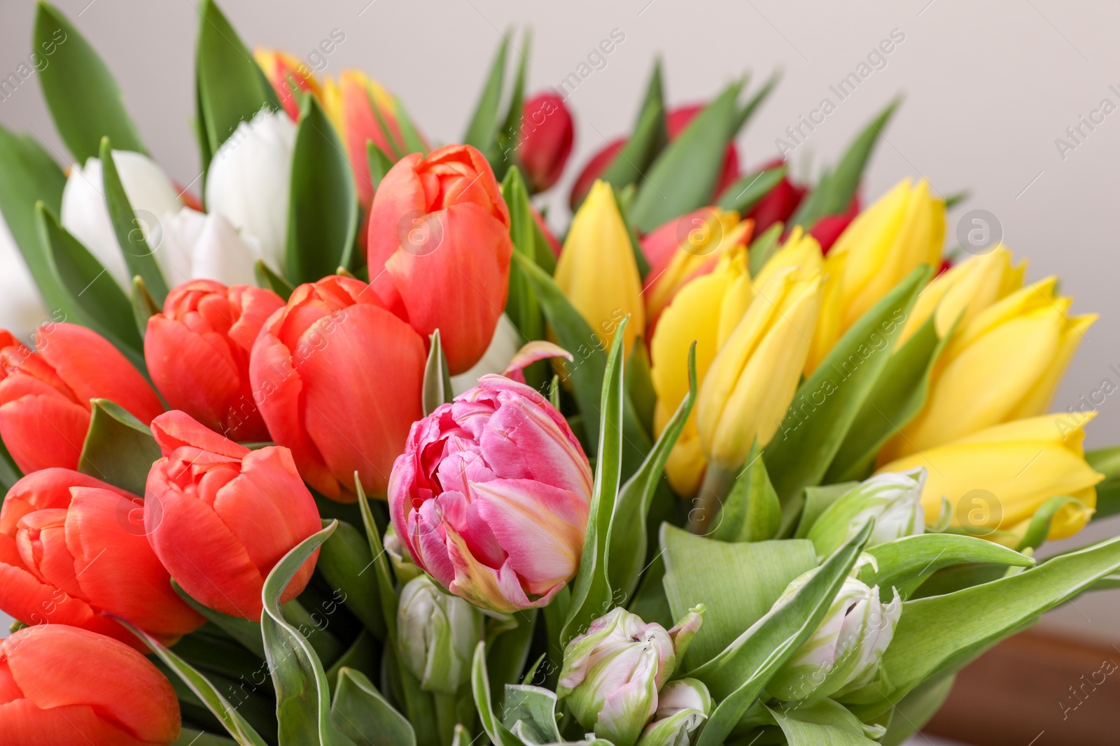 Photo of Beautiful colorful tulip flowers on grey background, closeup