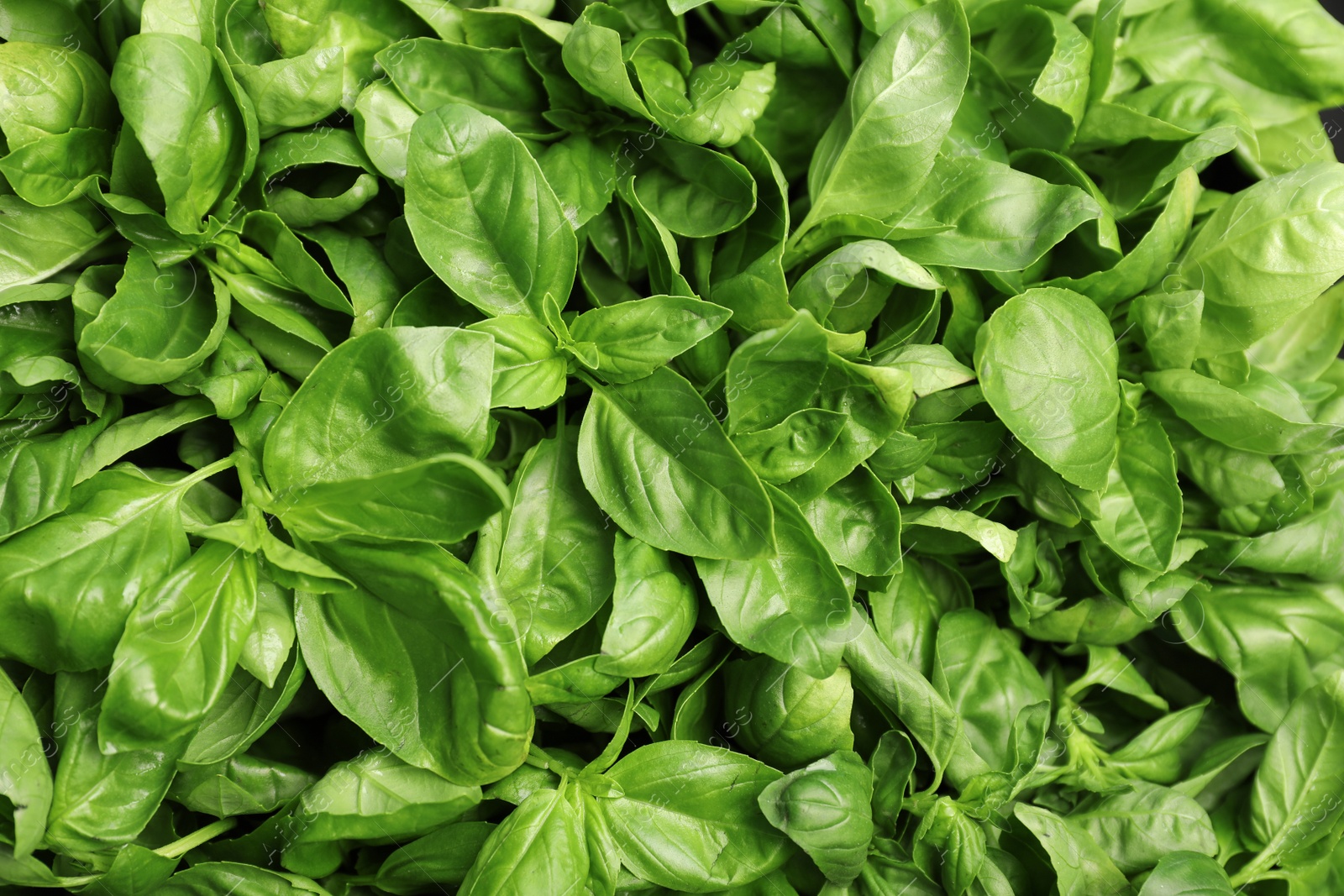 Photo of Fresh green basil leaves as background, closeup