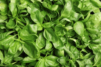 Photo of Fresh green basil leaves as background, closeup