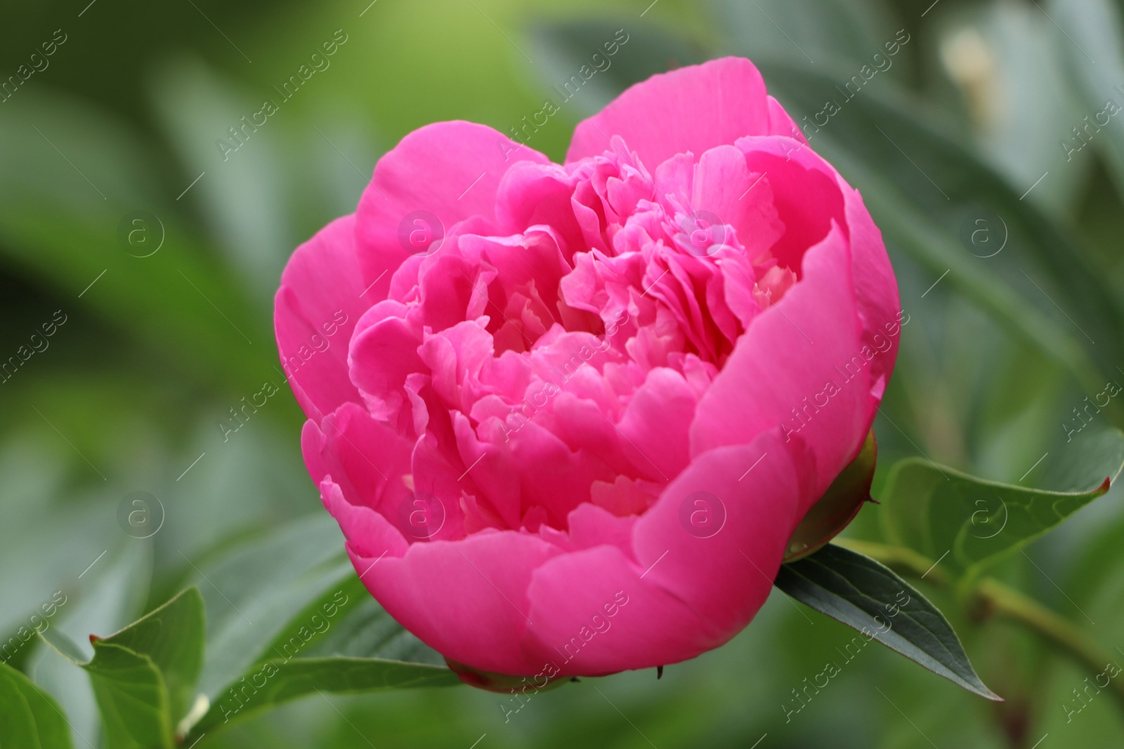 Photo of Beautiful pink peony growing in garden, closeup