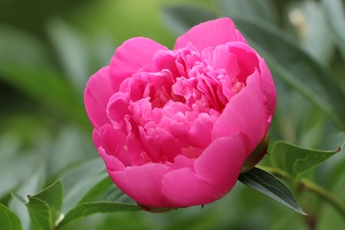 Beautiful pink peony growing in garden, closeup