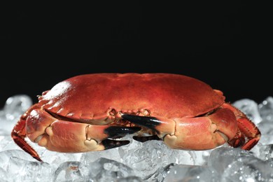 Delicious boiled crab on ice cubes against black background, closeup