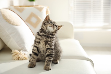 Photo of Cute tabby kitten on sofa indoors, space for text. Baby animal