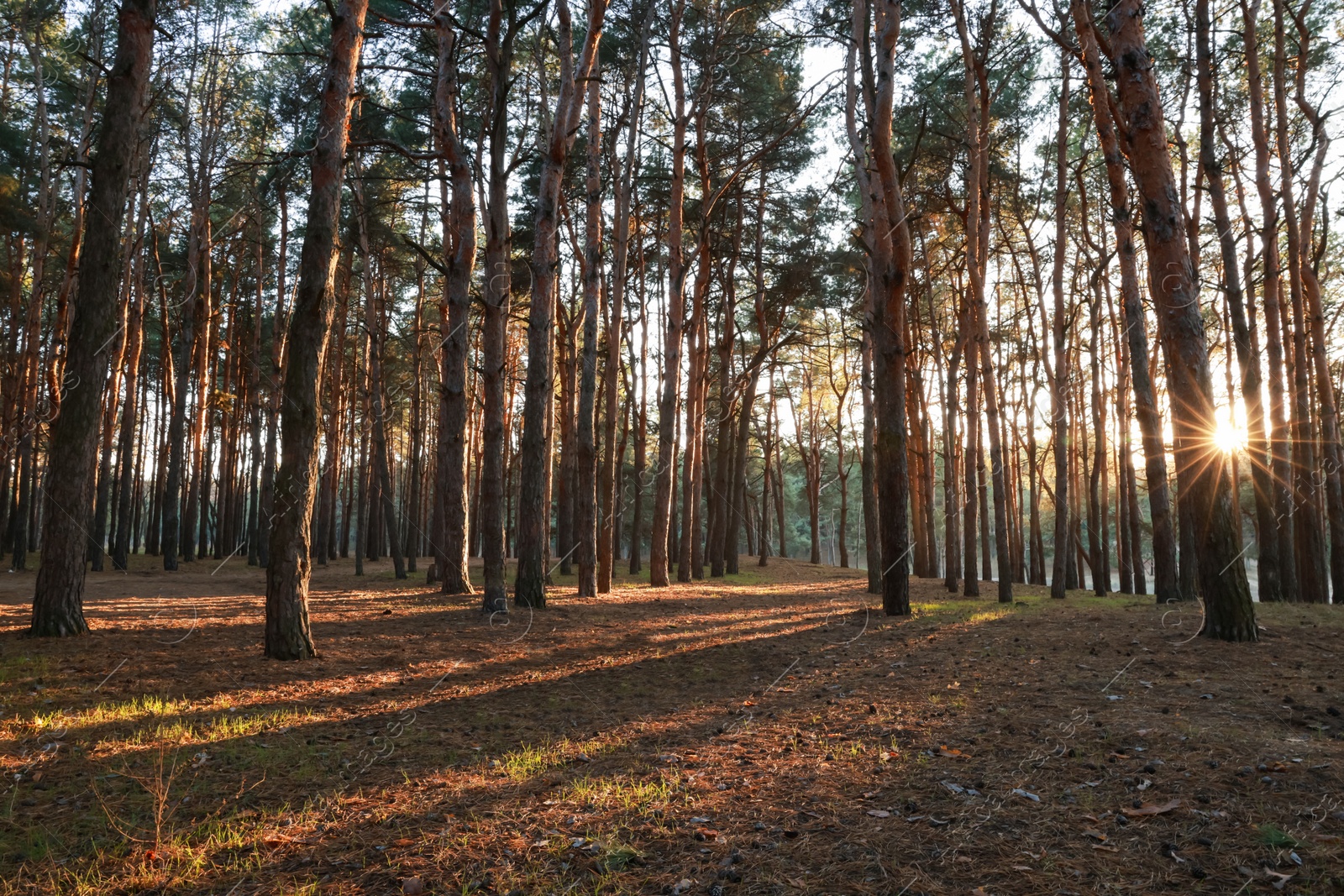 Photo of Beautiful view of conifer forest at sunset