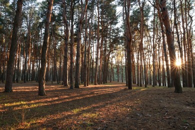 Beautiful view of conifer forest at sunset